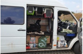 Polizei Bielefeld: POL-BI: Ungewöhnlicher Hundetransport aus Osteuropa bei Herford gestoppt