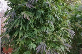 Polizei Korbach: POL-KB: Korbach: Cannabispflanzen im Garten