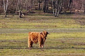 Deutsche Bundesstiftung Umwelt (DBU): DBU-Naturerbefläche Borken: Naturschutzfahrplan für die kommenden zehn Jahre steht