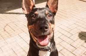 Sparkasse KölnBonn: Sparkasse KölnBonn verknüpft Wettbewerb um schönsten Hund mit Hilfe für Tierheime