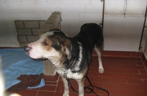 Polizeiinspektion Hameln-Pyrmont/Holzminden: POL-HOL: Leiterin und Mitarbeiterin des Tierheimes in Holzminden entsetzt: Berner Sennhund am Tierheim über Nacht angebunden ausgesetzt - Hund mit Raureif überdeckt fast erfroren -