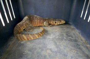 IFAW Deutschland: Ausbeuterischer Handel mit Wildtieren beg&uuml;nstigt Zoonosen