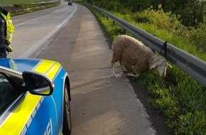 Polizeiinspektion Göttingen: POL-GÖ: (308/2019) "Schnauze voll" vom Muttertag? - Umsichtiger Autofahrer und Streife der Autobahnpolizei fangen zusammen ausgebüxtes Schaf auf A 7 bei Northeim ein