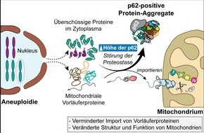 Rheinland-Pfälzische Technische Universität Kaiserslautern-Landau (RPTU): Folgen einer abnormalen Chromosomenzahl weiter entschlüsselt