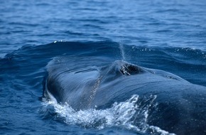 IFAW Deutschland: Keine Jagd auf Finnwal in Island in 2019