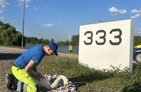 Hauptzollamt Karlsruhe: HZA-KA: Zoll rettet verletzten Schwan am Rhein