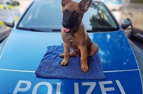 Polizei Mettmann: POL-ME: Sid - Vier neue Pfoten f&uuml;r die Kreispolizeibeh&ouml;rde Mettmann - 2606101