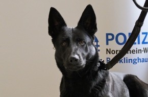 Polizeipräsidium Recklinghausen: POL-RE: Waltrop/Herten: Polizeihund findet und stellt Tatverdächtige