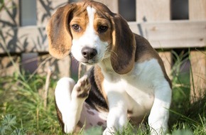 Bundesverband für Tiergesundheit e.V.: Wenn es den Welpen juckt: Flöhe bei jungen Hunden