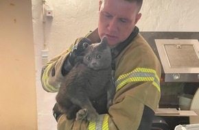 Feuerwehr Detmold: FW-DT: Katze aus Mauerwerk befreit