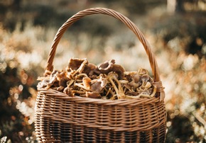 Ruska, Wald und Nordlicht: Warum der finnische Herbst eine Reise wert ist