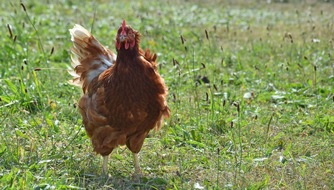 Gesellschaft Schweizer Tier&auml;rztinnen und Tier&auml;rzte (GST): Communiqu&eacute; de presse: Bien-&ecirc;tre animal menac&eacute;: la profession v&eacute;t&eacute;rinaire alerte sur la p&eacute;nurie de m&eacute;dicaments pour les poules