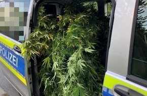 Polizei Minden-Lübbecke: POL-MI: Polizei stellt über zwei Meter hohe Cannabispflanzen sicher