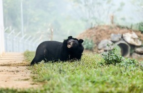 Vier Pfoten - Stiftung für Tierschutz: Vietnam: Gerettete Bärin kann ohne Vorderpfoten laufen