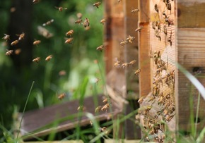 Fette Bienen leben länger: Blühflächen für Pollenversorgung jetzt wichtig