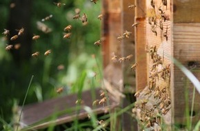 Deutscher Berufs- und Erwerbsimkerbund e.V.: Fette Bienen leben länger: Blühflächen für Pollenversorgung jetzt wichtig