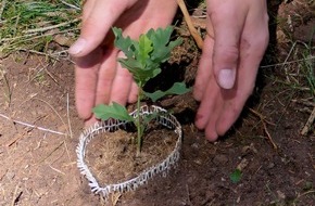 Bergwaldprojekt e.V.: Sommerpflanzung mit innovativen Eichen-Netzlingen im Th&uuml;ringer Wald