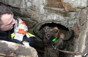 Feuerwehr Essen: FW-E: Kleiner Hund sorgt für große Aufregung, zwölfjährige Dackeldame "Ella" verschwindet im Untergrund