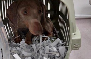 Bundespolizeiinspektion Berggie&szlig;h&uuml;bel: BPOLI BHL: Hundetransport an Grenze gestoppt