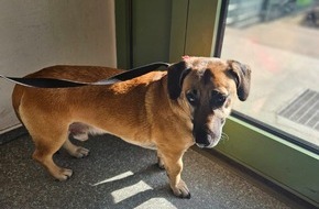 Bundespolizeiinspektion Hamburg: BPOL-HH: Mischlingshund im Hamburger Hauptbahnhof ganz alleine unterwegs-
