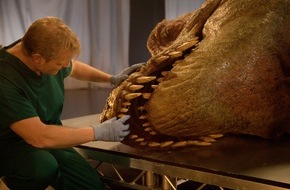 Kabel Eins Doku: Jurassic Day: kabel eins Doku feiert den Dinosaurier-Tag - am Samstag, 9. Juni 2018 / Free-TV-Premiere von "T-Rex: Autopsie eines Killers"