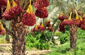 LIDL Schweiz: Lidl Svizzera aderisce alla Rete svizzera per l'olio di palma