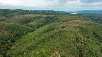 RPR1: „Dem Wald in Rheinland-Pfalz geht es schlecht“ – Experten schlagen Alarm und rufen zur gemeinsamen Verantwortung auf