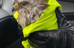 Polizeiinspektion Rotenburg: POL-ROW: Bussard muss aufgepäppelt werden