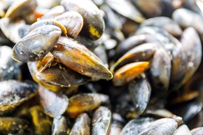 Sylter Miesmuscheln: Superfood aus dem Meer