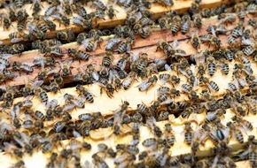 Helios Gesundheit: Honig am Krankenhaus: Helios Klinikum Berlin-Buch wird Bienenpate