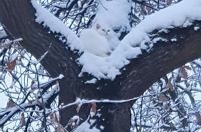 Feuerwehr München: FW-M: Weiße Katze im verschneiten Baum (Allach)