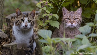 Bund für Umwelt und Naturschutz Deutschland e.V. (BUND): ++ Gefahr aus der Nachbarschaft: Hauskatzen bedrohen die Europäische Wildkatze – Kastration von Hauskatzen schützt Wildkatzen ++