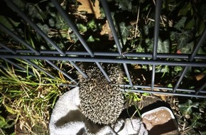 Freiwillige Feuerwehr Celle: FW Celle: Feuerwehr befreit Igel