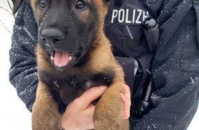 Polizei Hagen: POL-HA: Neue Diensthündin "Akela" in Hagen angekommen