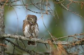 Hessisches Landesamt für Naturschutz, Umwelt und Geologie: Hessens Vogelstimmen: Hör mal, wer da singt - Luftmessnetz Hessen unterstützt beim Vogelstimmen-Monitoring