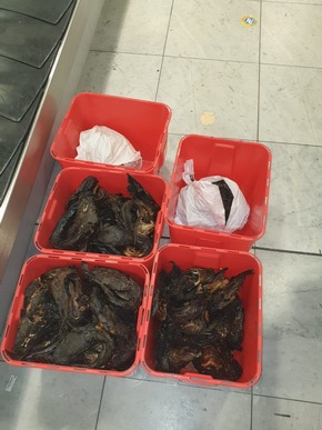 HZA-D: Schleimspur führt zum Schmuggelgut/Zöllner am Düsseldorfer Flughafen finden 93 afrikanische Riesenschnecken