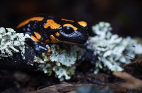 Hessisches Landesamt für Naturschutz, Umwelt und Geologie: Engagiert für die Rettung des Feuersalamanders - Tagung des vom HLNUG geförderten Feuersalamander-Artenschutzprojekts an der JLU am 1. November 2025