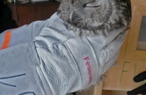 Feuerwehr Essen: FW-E: Kauziger Vogel übernachtet im Kaminofen, unverletzt in die Freiheit entlassen