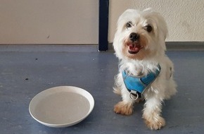 Bundespolizeiinspektion Hamburg: BPOL-HH: Altona: Hund läuft alleine im Goethepark umher - Bundespolizei übernimmt den Hund und übergibt den Fundhund erfolgreich an Besitzerin