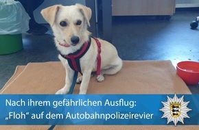 Polizeipräsidium Karlsruhe: POL-KA: (KA) Karlsruhe - Echtes Happy End: Hund sorgt für kurze Vollsperrung auf der A8 und wird von Polizist adoptiert