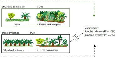 Universität Hohenheim: Palmöl & Artenschutz lassen sich vereinen - Auswertung Langzeitversuch heute in nature