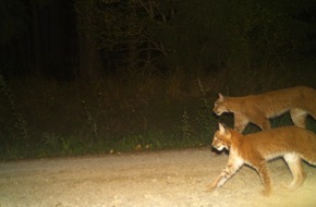 BUND: ++ âBUND Thüringen meldet Luchs-Nachwuchs ++
