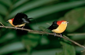 NATIONAL GEOGRAPHIC DEUTSCHLAND: Die Fadenpipra hält zu Deutschlands Elf Schwarz-rot-goldener Vogel agiert wie ein Fußballfan