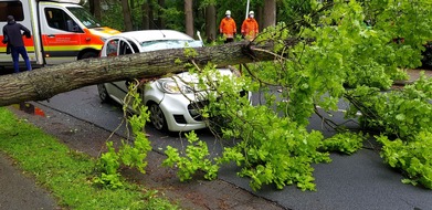 Polizeiinspektion Stade: POL-STD: Baum stürzt während der Fahrt auf Auto - Fahrerin erleidet schwere Verletzungen