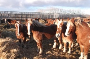 Migros-Genossenschafts-Bund: Migros bezieht kein Pferdefleisch mehr vom Produzenten Bouvry aus Kanada (BILD)
