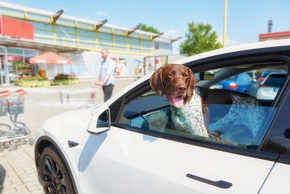 Hundemodus hält Temperatur im E-Auto konstant / Tiere sollten nicht im Auto zurückgelassen werden. Im Ausnahmefall sorgt der Haustiermodus der Klimaanlage für angenehme Temperatur