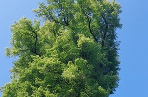 Baumpflege Kasper GmbH: Stand- und Bruchsicherheitsprüfung für Bäume in Verkehrsbereichen