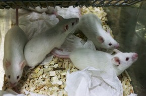 Schweizer Tierschutz STS: Steuergelder für Tierversuche / Im Jahresbericht 2012 vermeldet der Schweizerische Nationalfonds rekordhohe Förderbeträge für Grundlagenforschungen. Massiv gefördert wird auch die Forschung an Tieren (BILD)