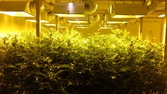 Polizeiinspektion Nienburg / Schaumburg: POL-NI: Mehr als 5 Kilo Cannabisblüten und eine Indoor-Anlage sichergestellt