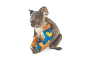 NATIONAL GEOGRAPHIC DEUTSCHLAND: Kleiner Koala, was nun? (BILD)